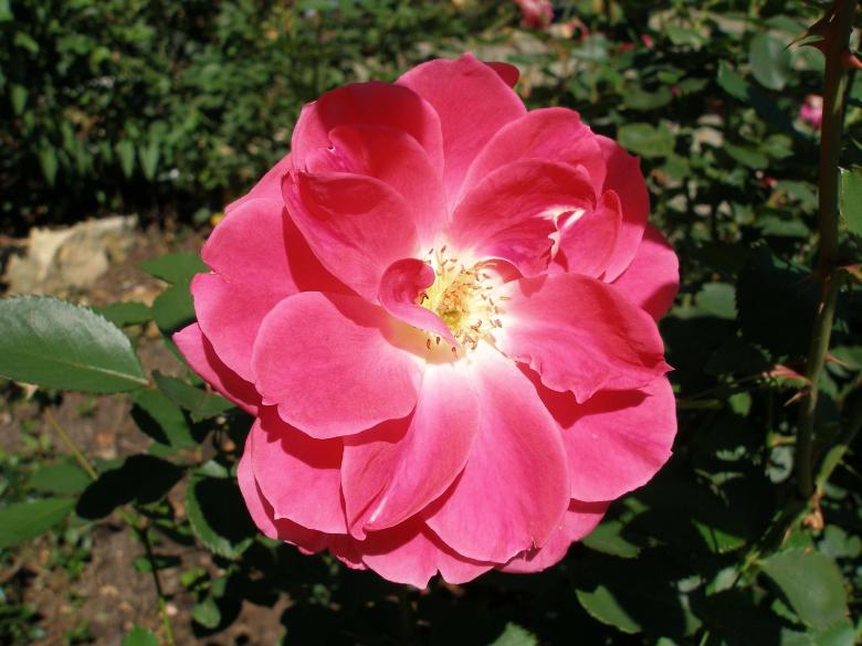 Free stock image of Pink Rose created by jennifer hupe