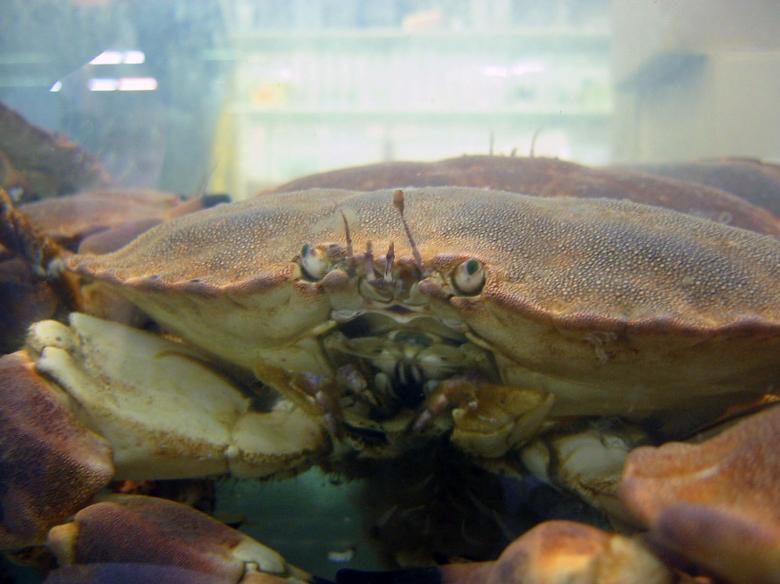 Free stock image of King crab created by damien van holten