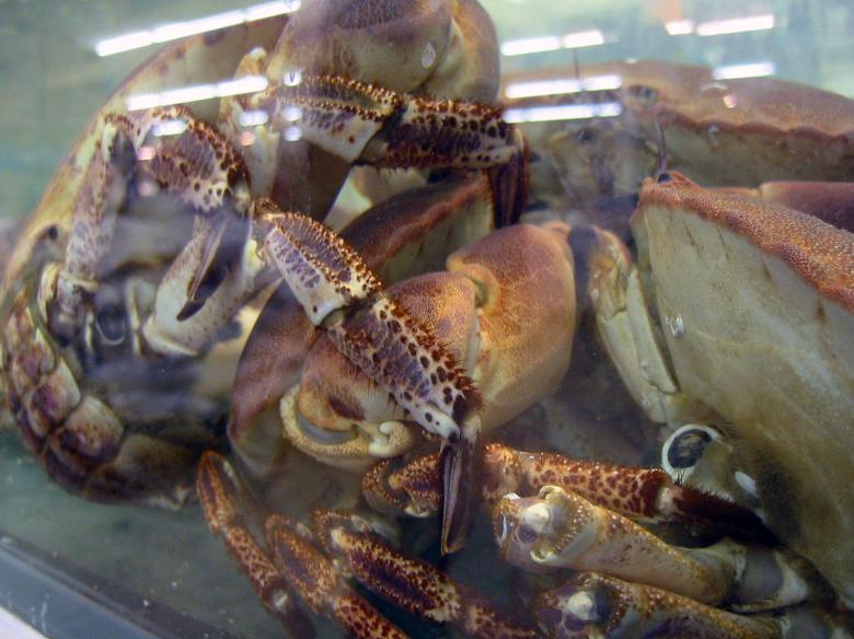 Free stock image of King crabs created by damien van holten