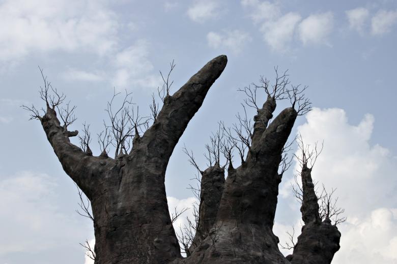 Free stock image of Tall leafless tree created by Bjorgvin