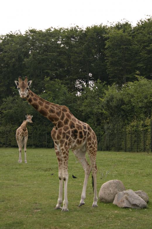 Free stock image of Giraffe created by Bjorgvin