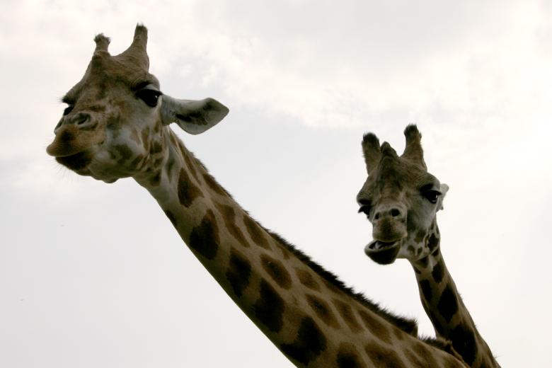Free stock image of A pair of giraffes created by Bjorgvin