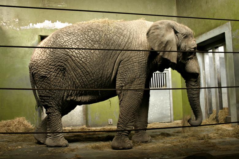 Free stock image of Fully grown elefant created by Bjorgvin