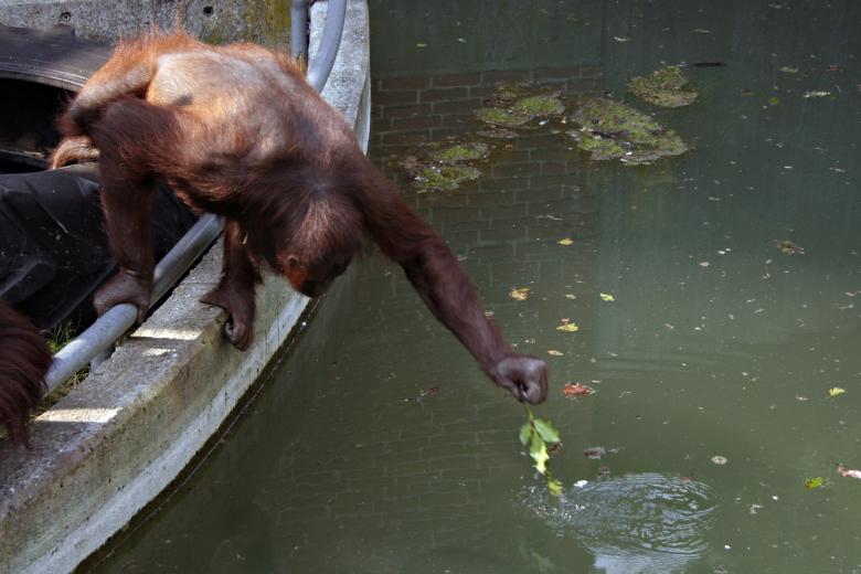 Free stock image of Orangutan stretching for food created by Bjorgvin
