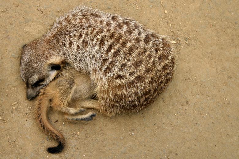 Free stock image of Meerkats created by Bjorgvin