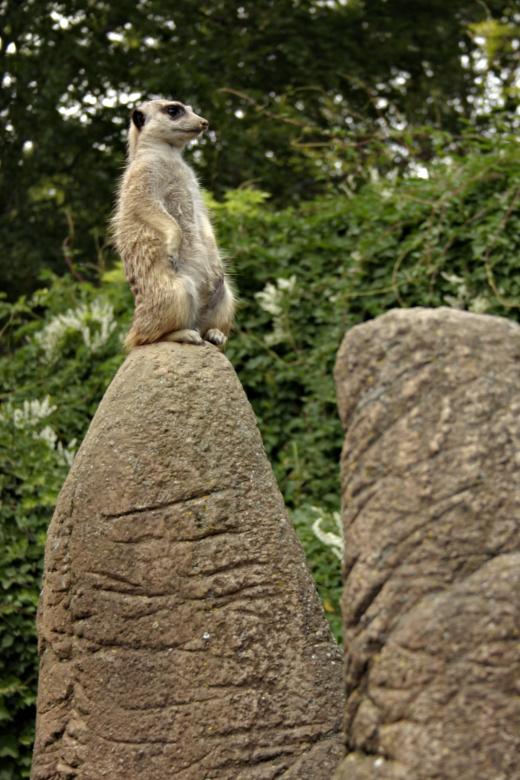 Free stock image of Meerkat on guard created by Bjorgvin