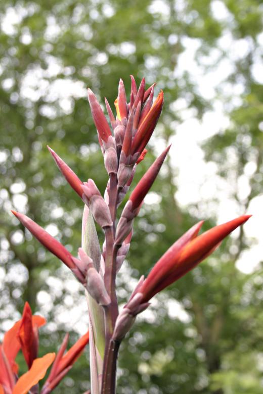 Free stock image of Red flower created by Bjorgvin