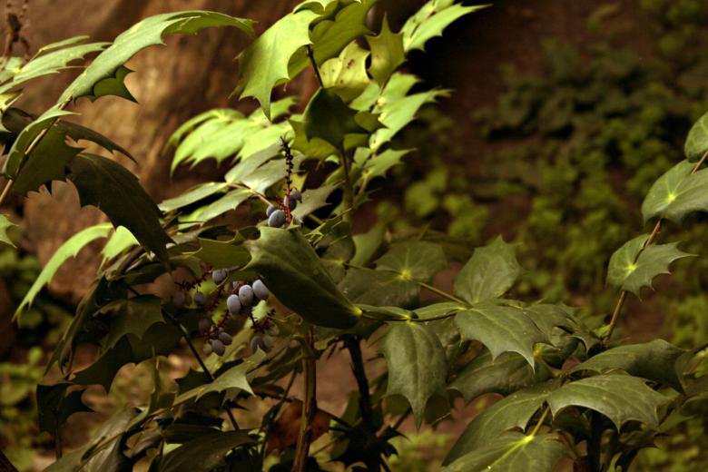 Free stock image of Plant with berries created by Bjorgvin
