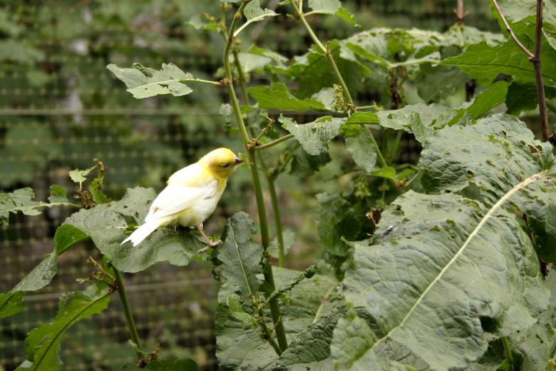 Free stock image of White and yellow bird created by Bjorgvin