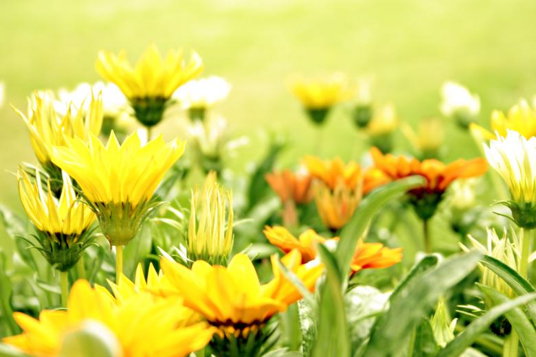 Free stock image of Bed of flowers created by Bjorgvin