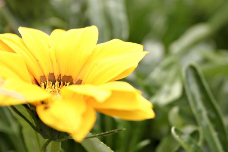 Free stock image of Yellow Flower created by Bjorgvin