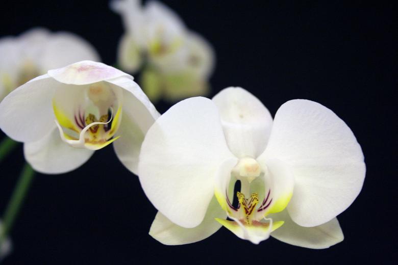 Free stock image of White Flowers created by damien van holten