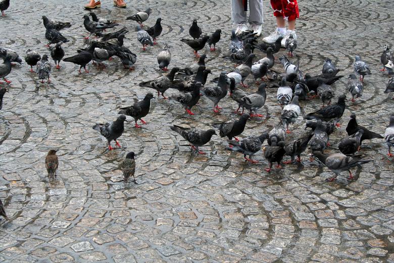 Free stock image of Pigeons created by damien van holten