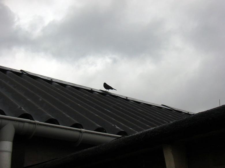 Free stock image of Pigion on a roof created by damien van holten