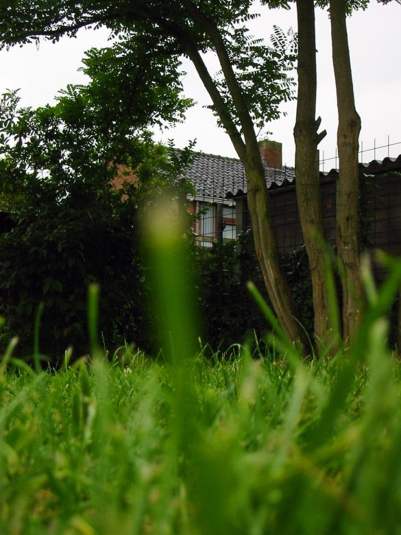 Free stock image of Grass created by damien van holten