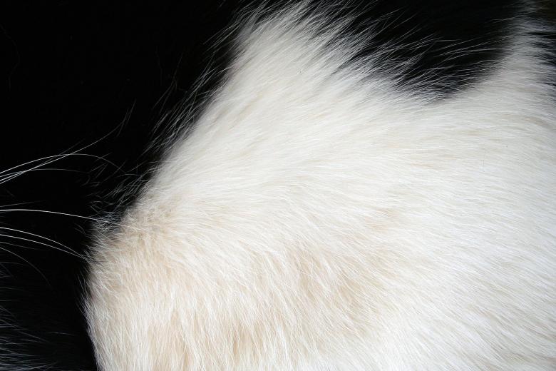 Free stock image of Black and white fur created by damien van holten