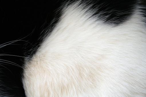 Free Stock Photo of Black and white fur