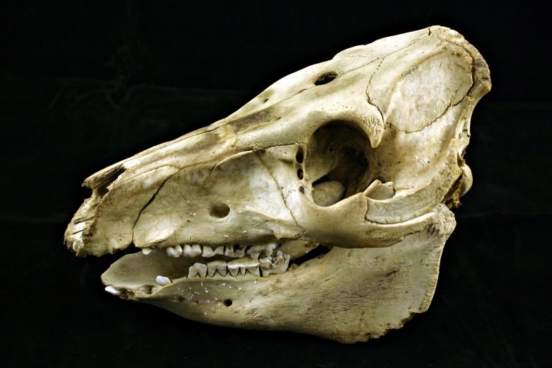Free stock image of Sheep skull created by Bjorgvin
