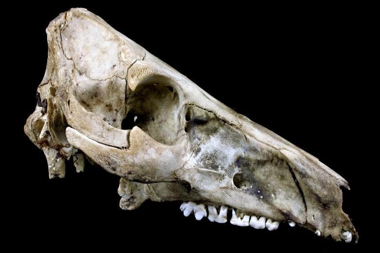 Free stock image of Sheep skull created by Bjorgvin