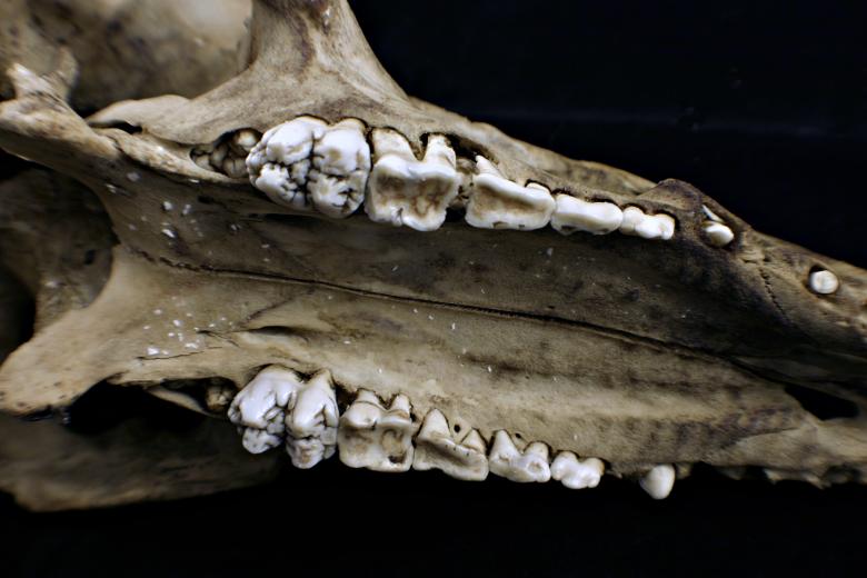 Free stock image of Sheep skull created by Bjorgvin