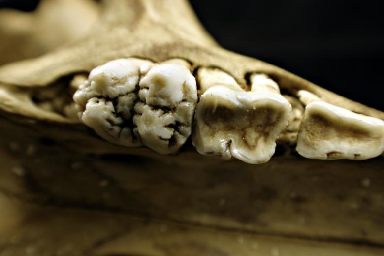 Free stock image of Sheep teeths created by Bjorgvin