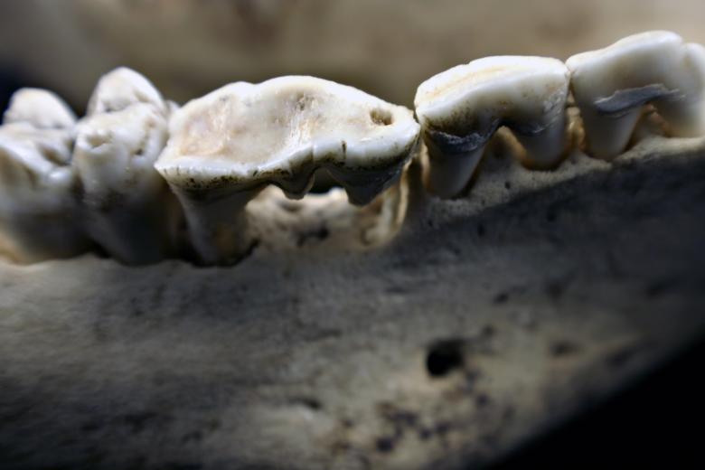 Free stock image of Sheep skull closeup created by Bjorgvin