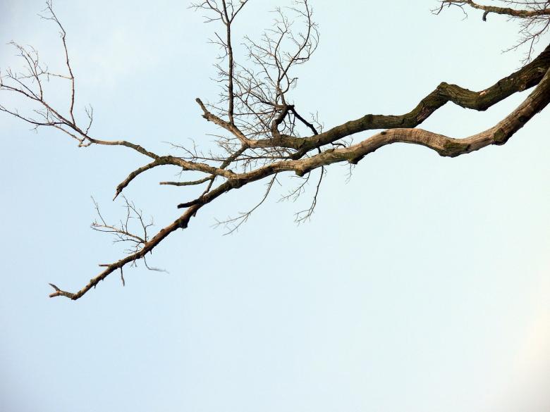 Free stock image of Branch against a clear sky created by jayne shives
