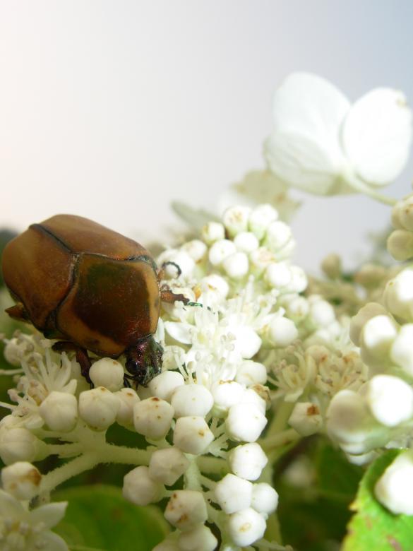 Free stock image of Beatle eating a flower created by jayne shives