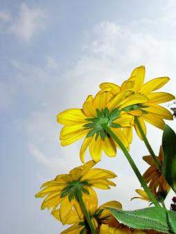 Yellow flowers - Free Stock Photo