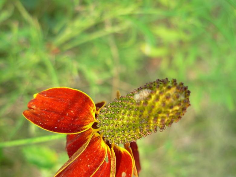 Free stock image of Red flower created by jayne shives