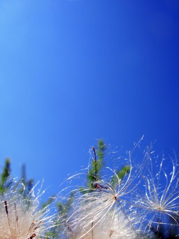 Free stock image of Dandelions agains a blue sky created by jayne shives