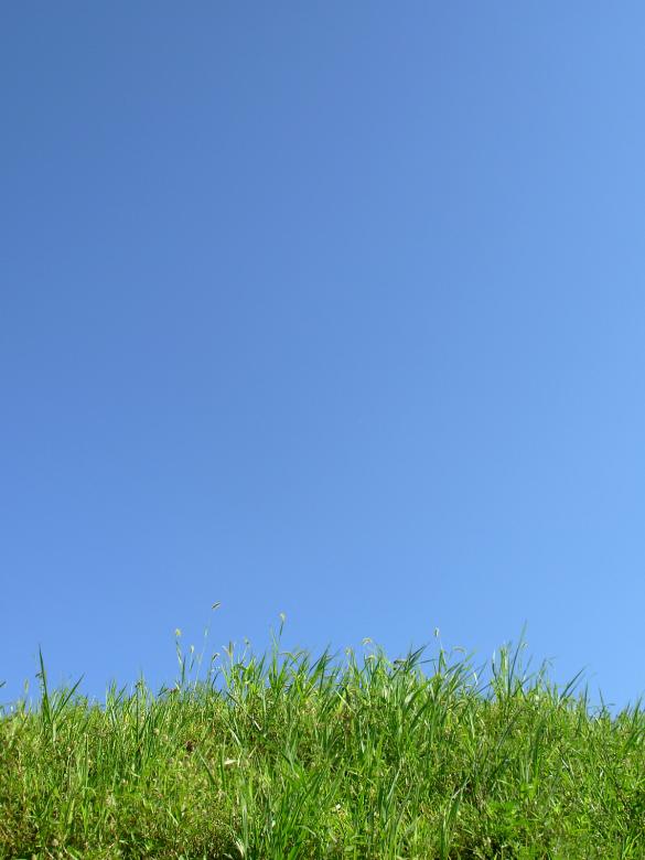 Free stock image of Green grass agains a clear sky created by jayne shives