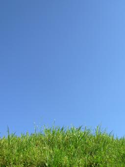 Green grass agains a clear sky - Free Stock Photo