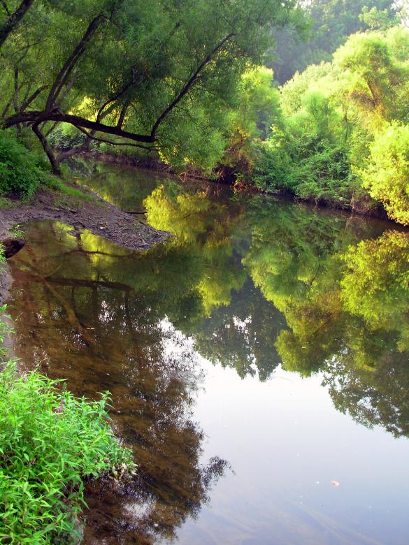 Free stock image of Reflecting trees created by jayne shives