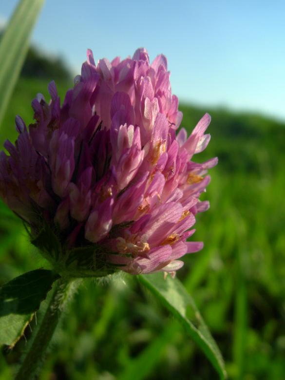 Free stock image of Pink flower created by jayne shives