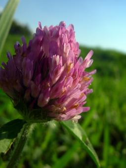 Pink flower