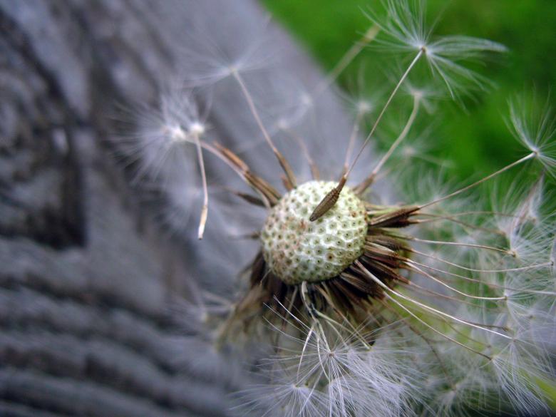 Free stock image of Dandelion created by jayne shives