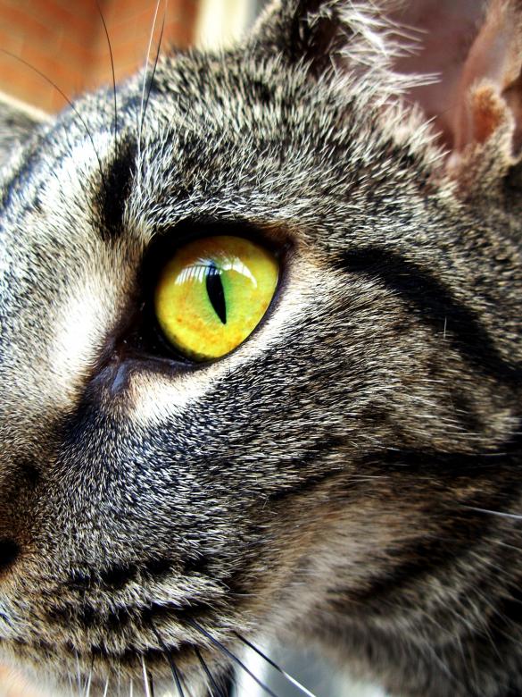 Free stock image of Cat created by jayne shives