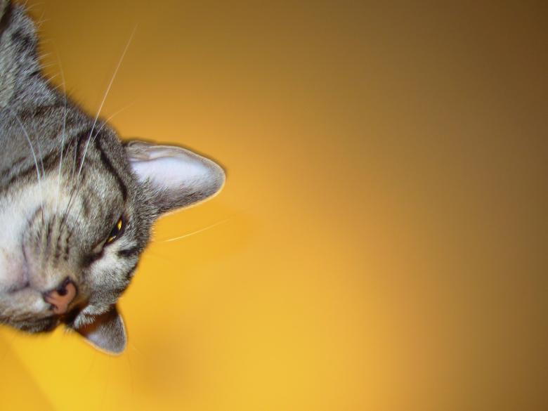 Free stock image of Cat created by jayne shives