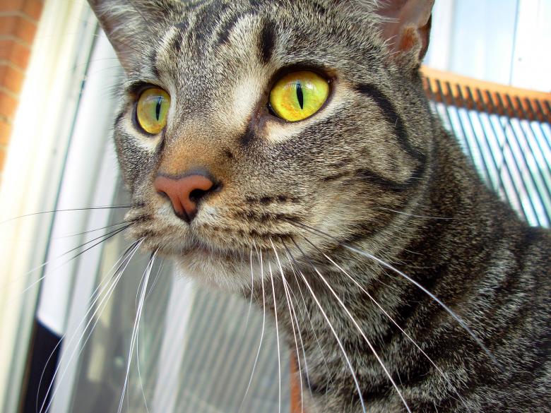 Free stock image of Cat created by jayne shives