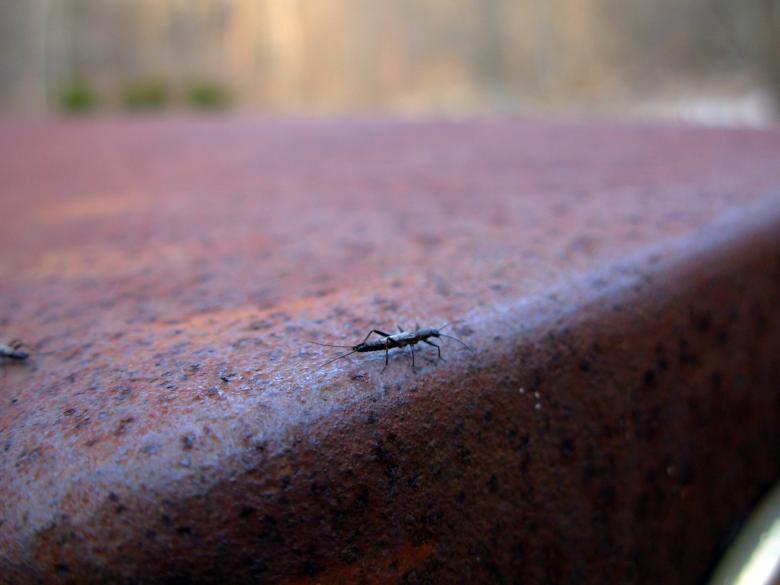 Free stock image of Insect created by jayne shives