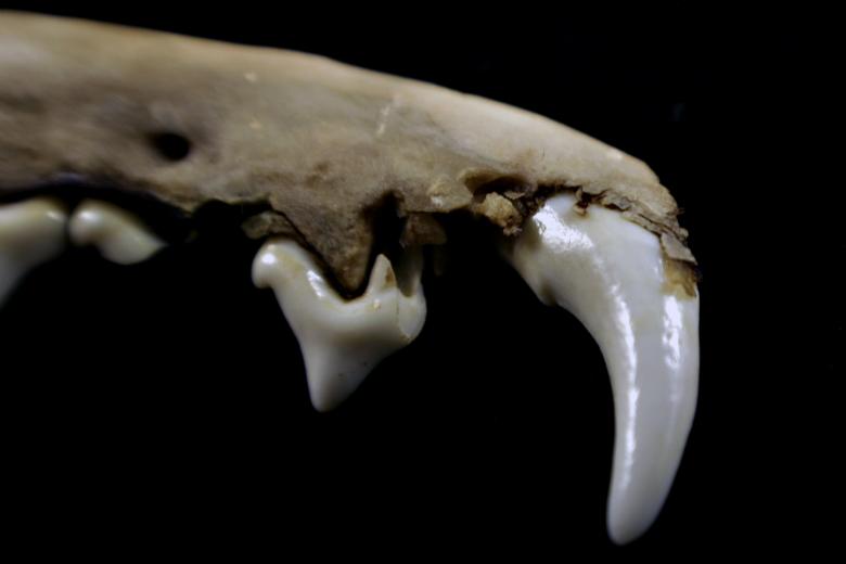 Free stock image of Fang created by Bjorgvin