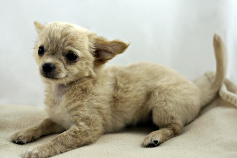 Free stock image of Chihuahua created by Bjorgvin