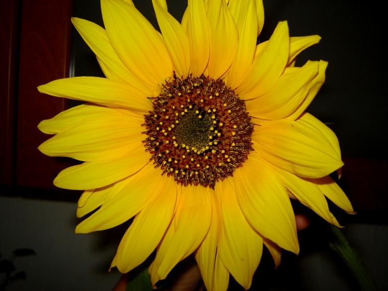 Free stock image of Sunflower created by todor todorov
