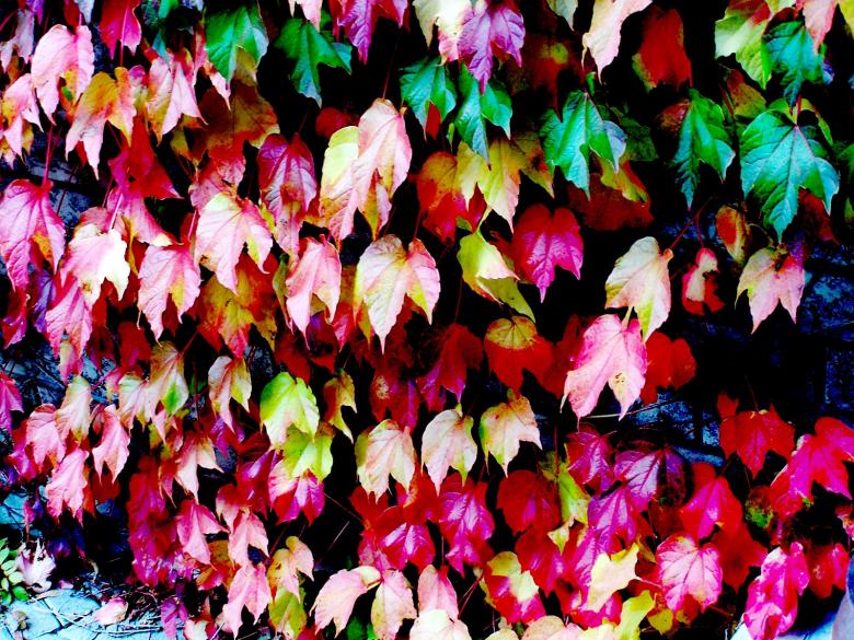 Free stock image of Multy Coloured Foliage created by Diana Roder
