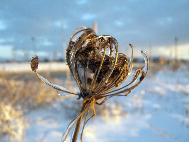 Free stock image of Winter weeds created by chris hughes