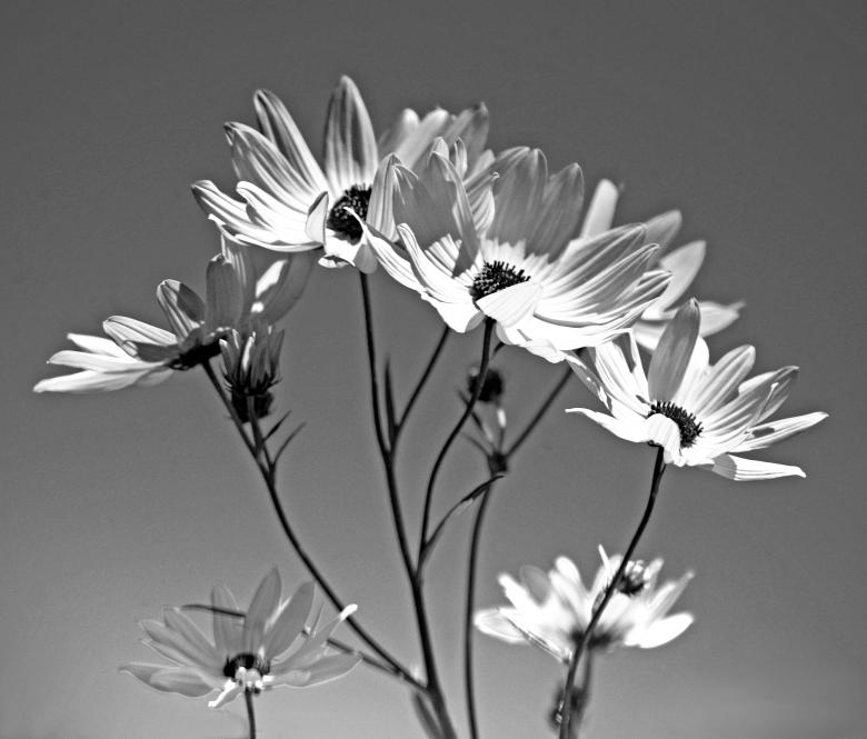 Free stock image of Sunflowers in monochrome created by angie wright