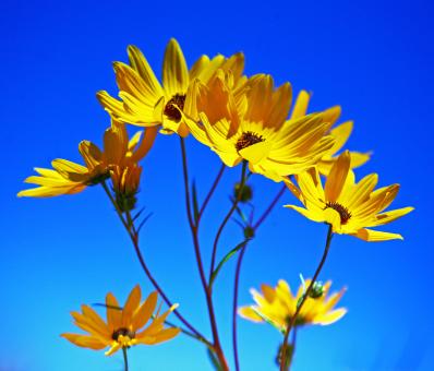 Sunflowers - Free Stock Photo