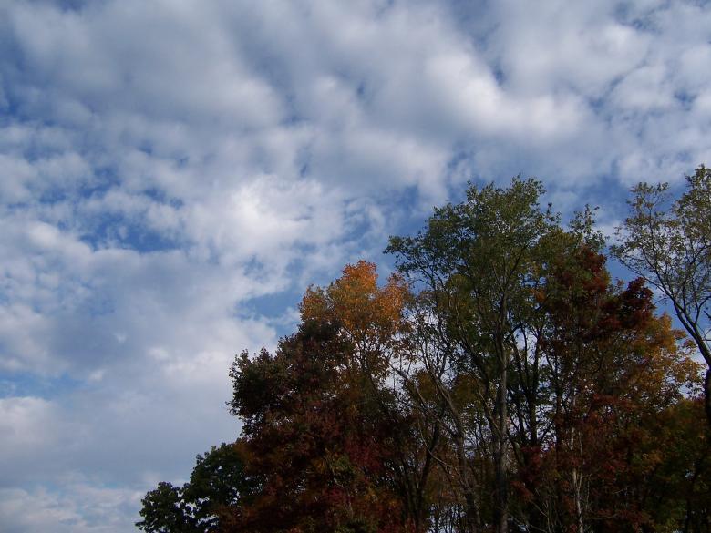 Free stock image of AUTUM SKY created by susan aceto