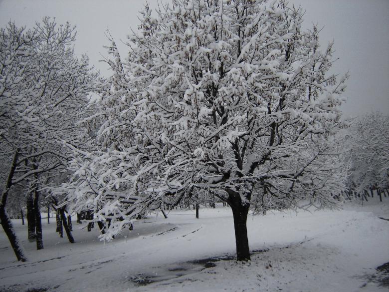Free stock image of Winter`s tale created by todor todorov